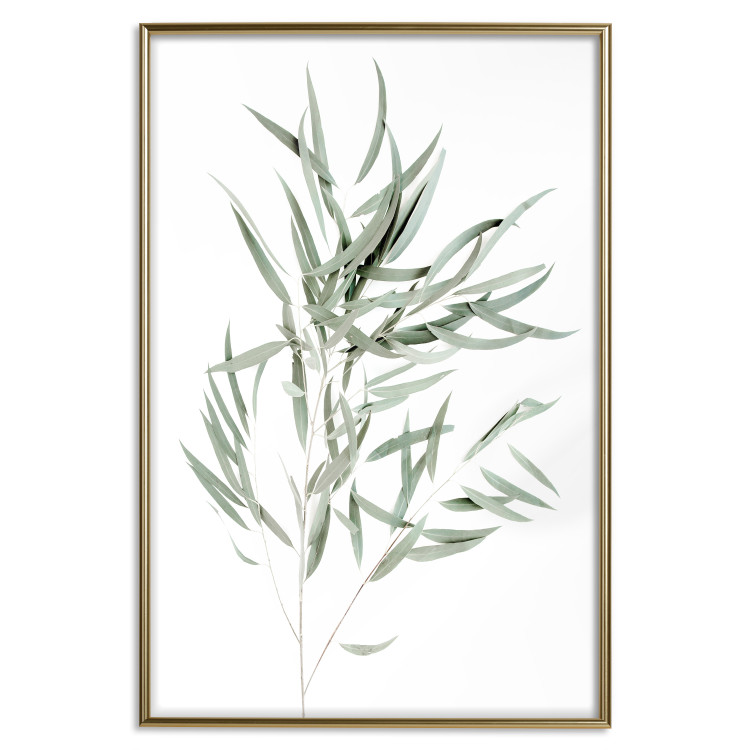 Wall Poster Eucalyptus Nicholii - minimalist composition with green leaves 137492 additionalImage 4