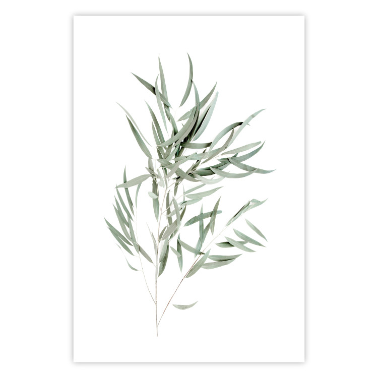 Wall Poster Eucalyptus Nicholii - minimalist composition with green leaves 137492 additionalImage 6