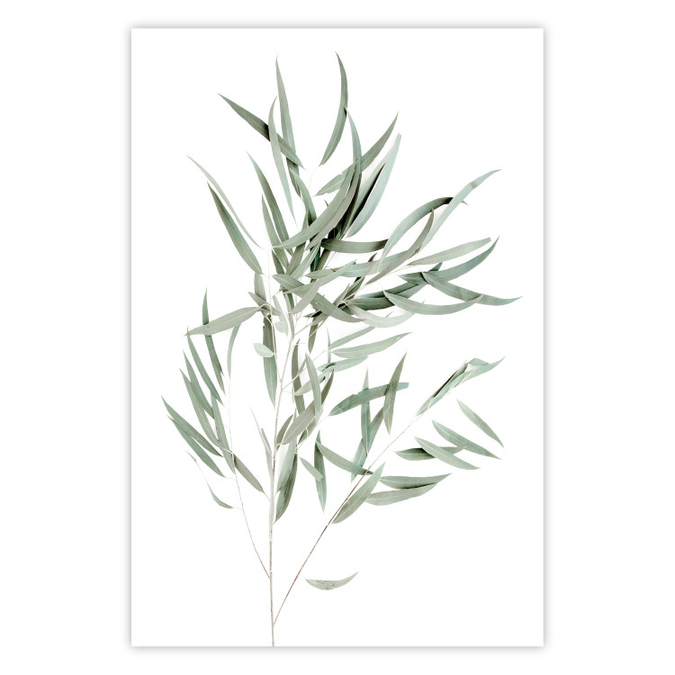 Wall Poster Eucalyptus Nicholii - minimalist composition with green leaves 137492