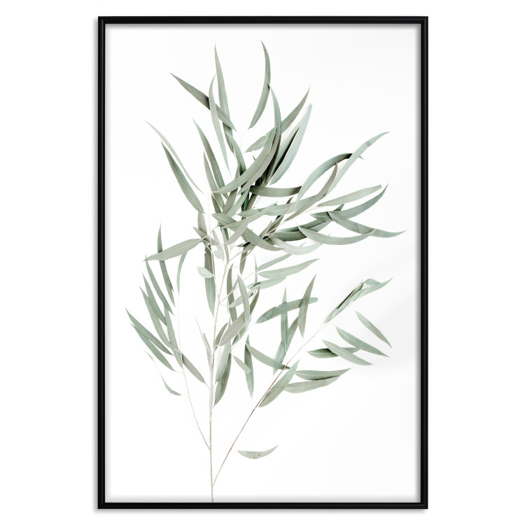 Wall Poster Eucalyptus Nicholii - minimalist composition with green leaves 137492 additionalImage 5