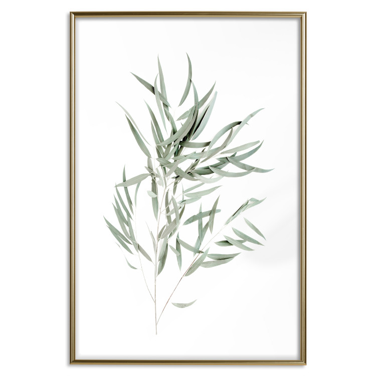 Wall Poster Eucalyptus Nicholii - minimalist composition with green leaves 137492 additionalImage 3
