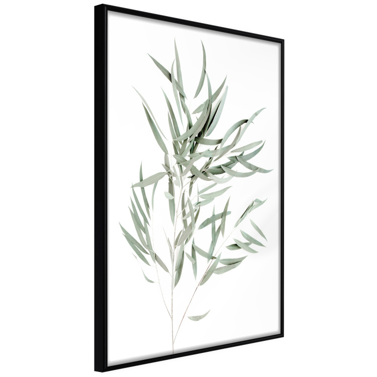 Wall Poster Eucalyptus Nicholii - minimalist composition with green leaves 137492 additionalImage 24