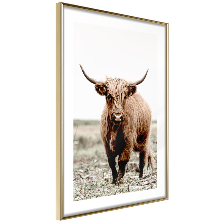 Wall Poster Young Bull - animal against a rural landscape and clear sky 137692 additionalImage 17