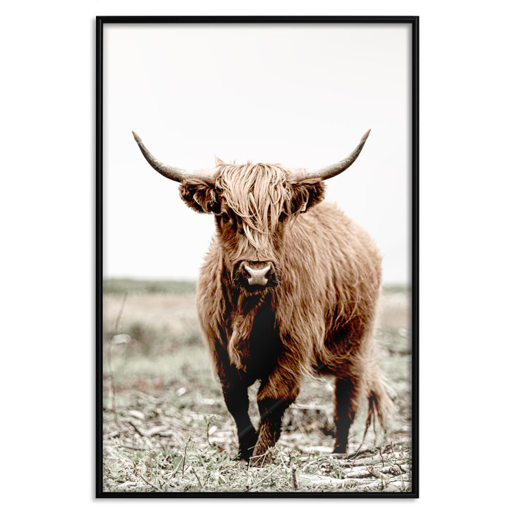 Wall Poster Young Bull - animal against a rural landscape and clear sky 137692 additionalImage 3
