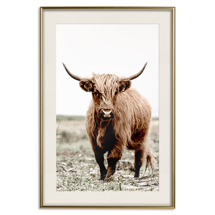 Wall Poster Young Bull - animal against a rural landscape and clear sky 137692 additionalImage 24