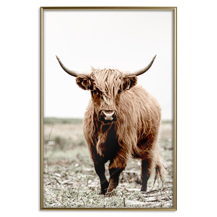 Wall Poster Young Bull - animal against a rural landscape and clear sky 137692 additionalImage 2