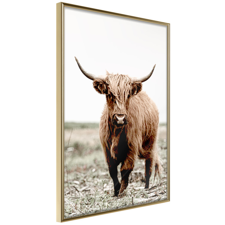 Wall Poster Young Bull - animal against a rural landscape and clear sky 137692 additionalImage 19