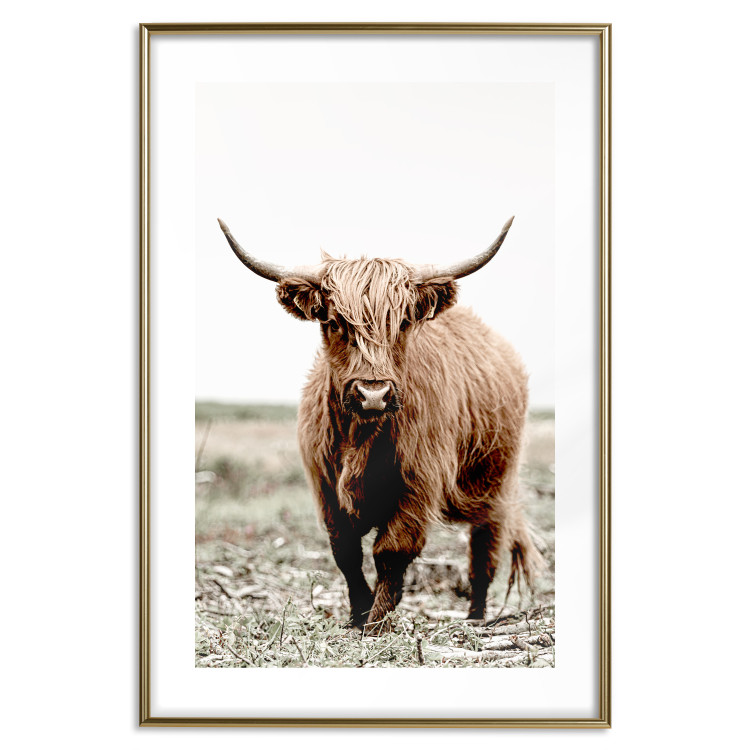 Wall Poster Young Bull - animal against a rural landscape and clear sky 137692 additionalImage 18