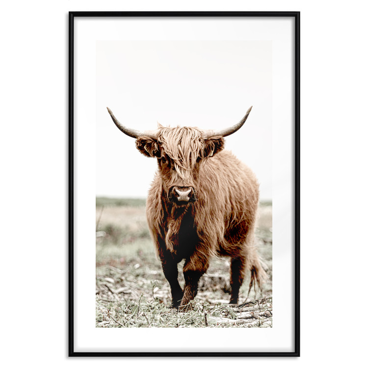 Wall Poster Young Bull - animal against a rural landscape and clear sky 137692 additionalImage 27