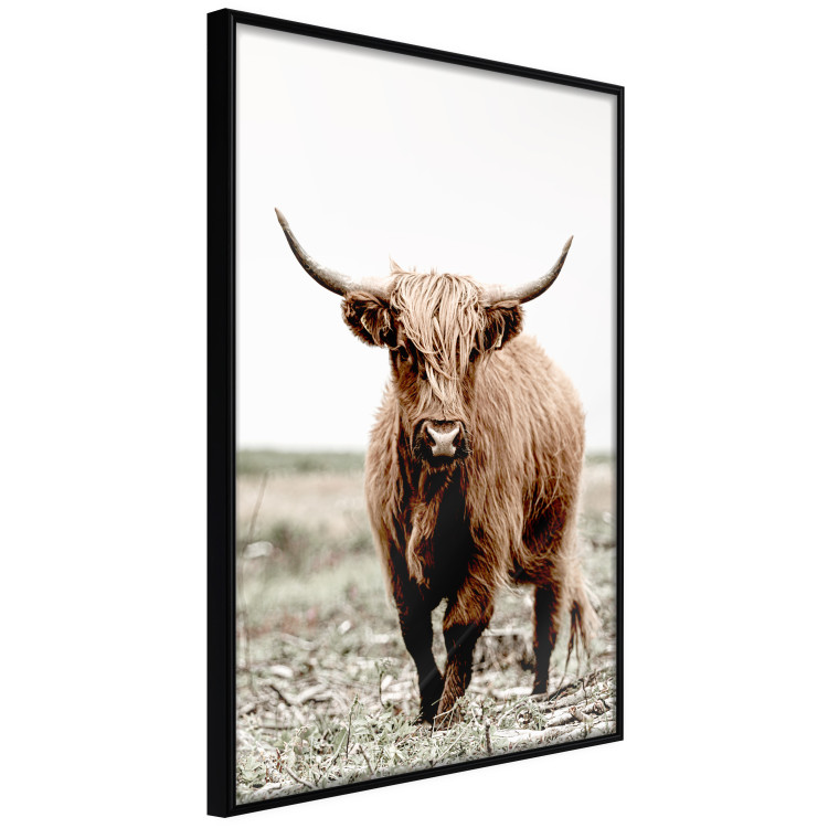 Wall Poster Young Bull - animal against a rural landscape and clear sky 137692 additionalImage 20