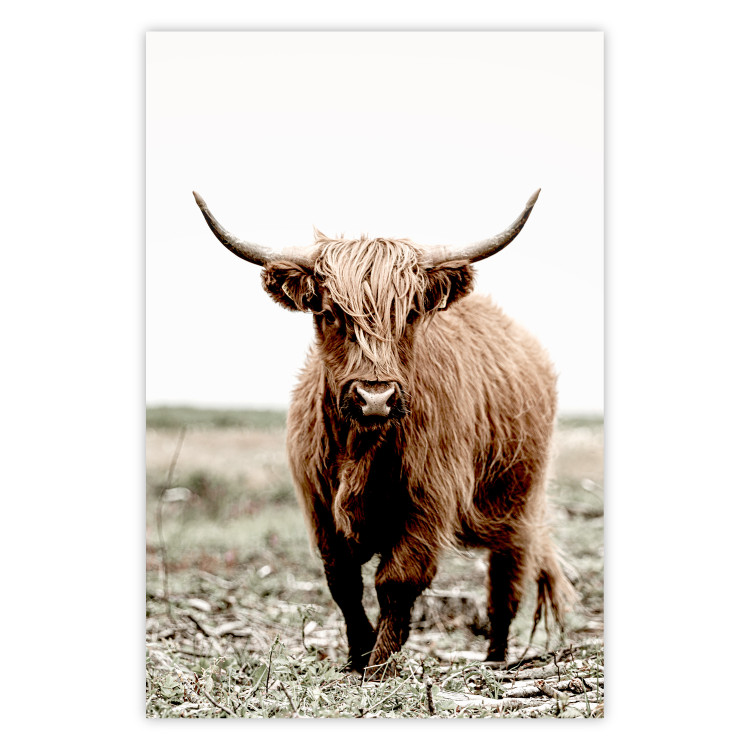 Wall Poster Young Bull - animal against a rural landscape and clear sky 137692