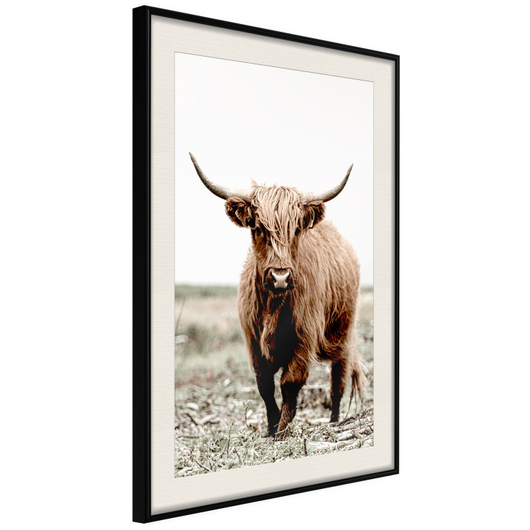 Wall Poster Young Bull - animal against a rural landscape and clear sky 137692 additionalImage 16