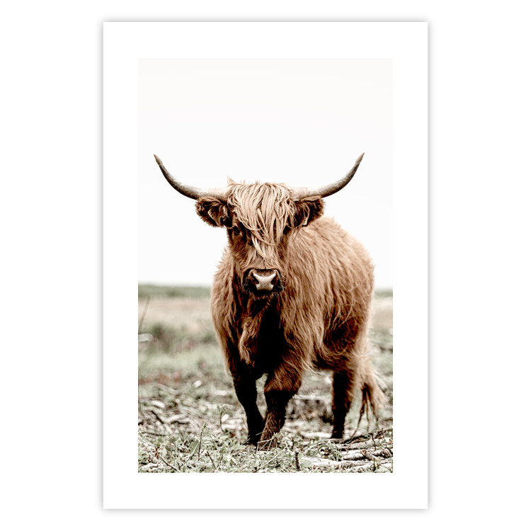 Wall Poster Young Bull - animal against a rural landscape and clear sky 137692 additionalImage 4