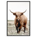 Wall Poster Young Bull - animal against a rural landscape and clear sky 137692 additionalThumb 3