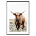Wall Poster Young Bull - animal against a rural landscape and clear sky 137692 additionalThumb 20