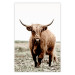 Wall Poster Young Bull - animal against a rural landscape and clear sky 137692