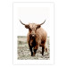 Wall Poster Young Bull - animal against a rural landscape and clear sky 137692 additionalThumb 4