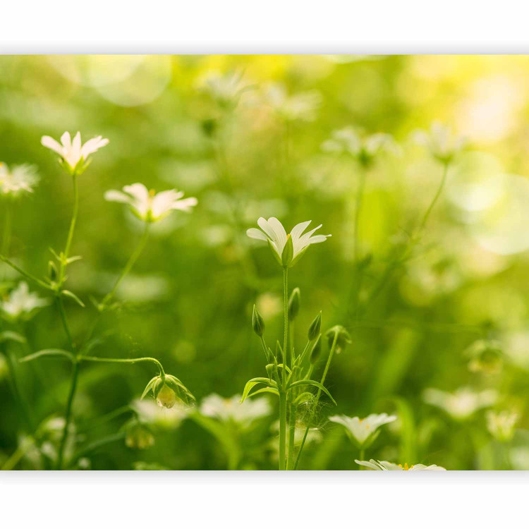 Wall Mural Springtime Nature - Fresh Meadow Landscape with a Close-up of Flowers 60492 additionalImage 5