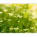 Wall Mural Springtime Nature - Fresh Meadow Landscape with a Close-up of Flowers 60492 additionalThumb 5
