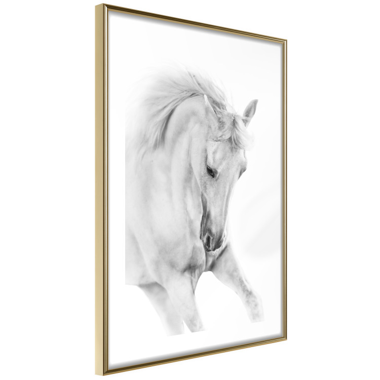 Poster White Horse - black and white sketched portrait of a majestic animal 116503 additionalImage 8