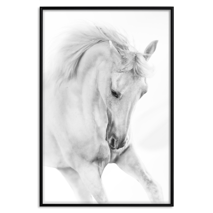 Poster White Horse - black and white sketched portrait of a majestic animal 116503 additionalImage 24