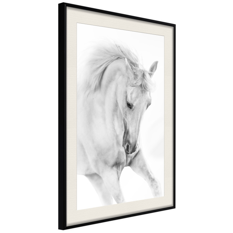 Poster White Horse - black and white sketched portrait of a majestic animal 116503 additionalImage 3