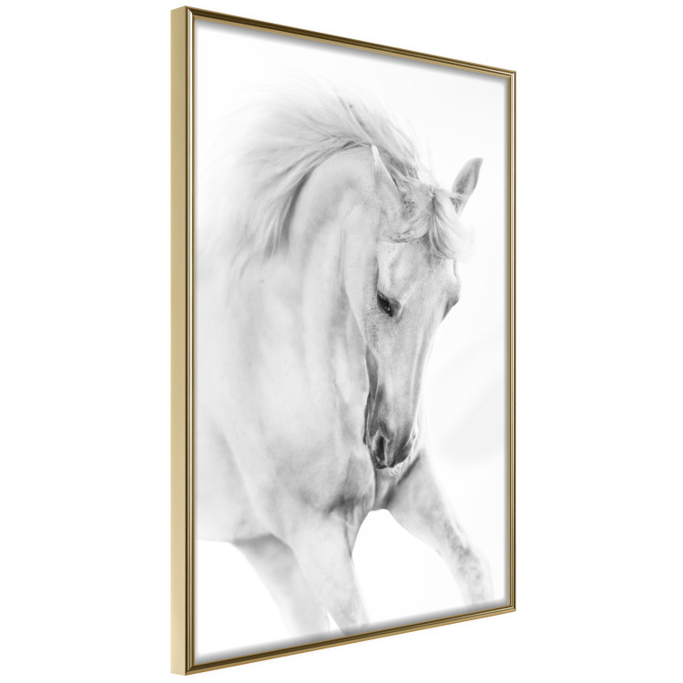 Poster White Horse - black and white sketched portrait of a majestic animal 116503 additionalImage 12