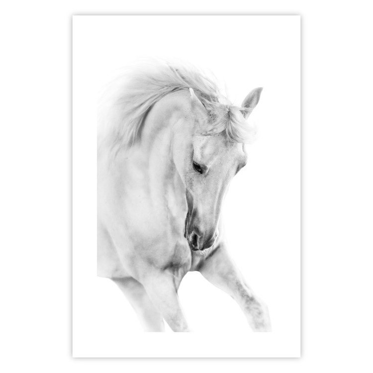 Poster White Horse - black and white sketched portrait of a majestic animal 116503 additionalImage 25