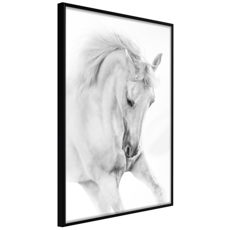 Poster White Horse - black and white sketched portrait of a majestic animal 116503 additionalImage 10
