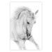 Poster White Horse - black and white sketched portrait of a majestic animal 116503