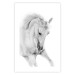 Poster White Horse - black and white sketched portrait of a majestic animal 116503 additionalThumb 19