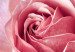 Canvas Print Rose and Fur (1 Part) Vertical 127303 additionalThumb 5