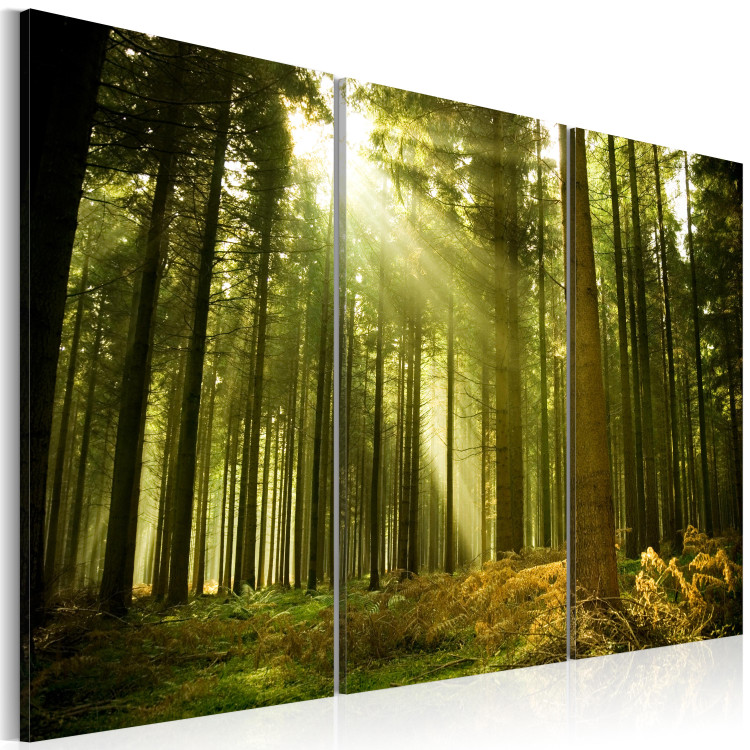Canvas Forest, the beauty of nature 58603 additionalImage 2