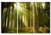 Canvas Forest, the beauty of nature 58603