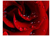 Wall Mural Red Rose and Dew Drops - Natural Plant Motif with a Rose Flower 60303 additionalThumb 1