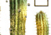 Poster Tropical Plants - cactus and leaves on a background of geometric abstraction 116313 additionalThumb 9