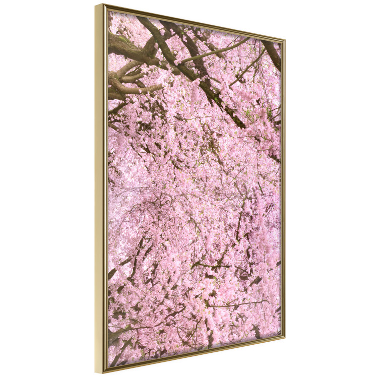 Poster Cherry Tree - spring composition of trees with light pink leaves 126213 additionalImage 12