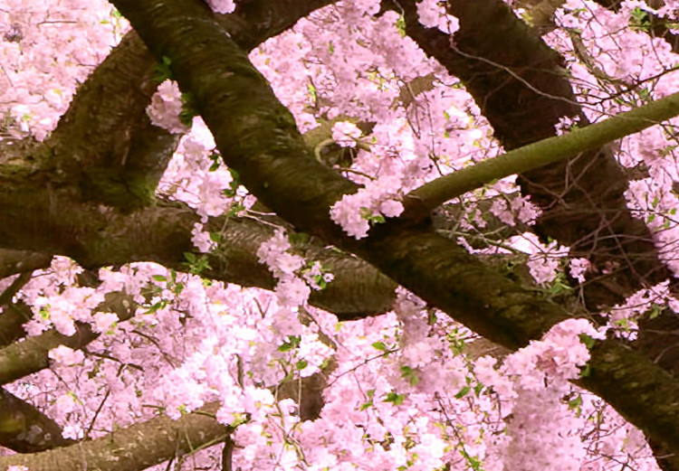 Poster Cherry Tree - spring composition of trees with light pink leaves 126213 additionalImage 9