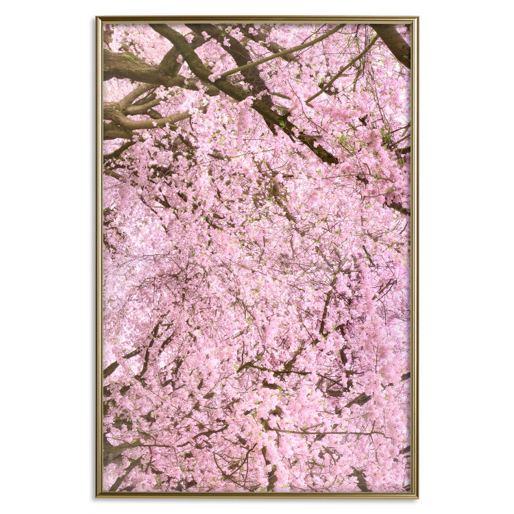 Poster Cherry Tree - spring composition of trees with light pink leaves 126213 additionalImage 16