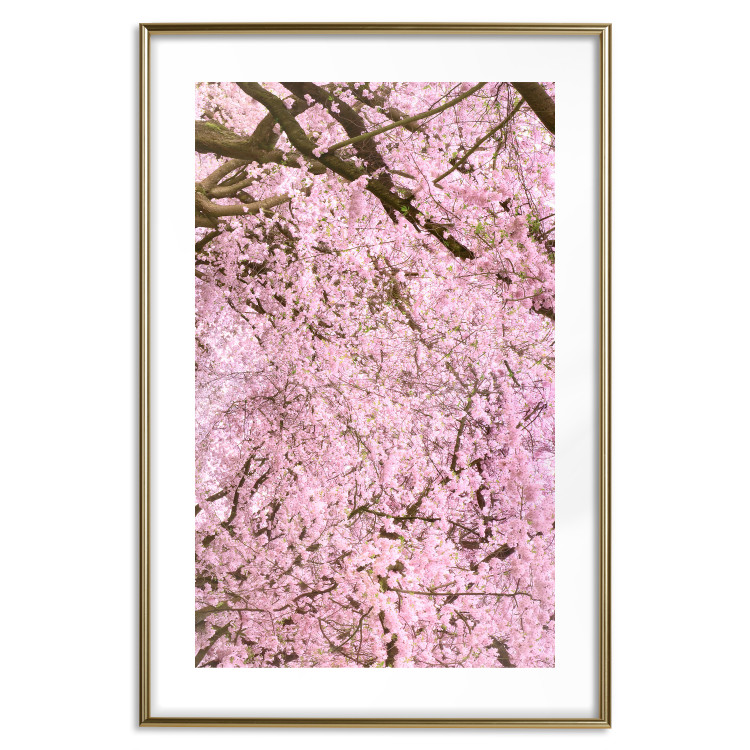 Poster Cherry Tree - spring composition of trees with light pink leaves 126213 additionalImage 14