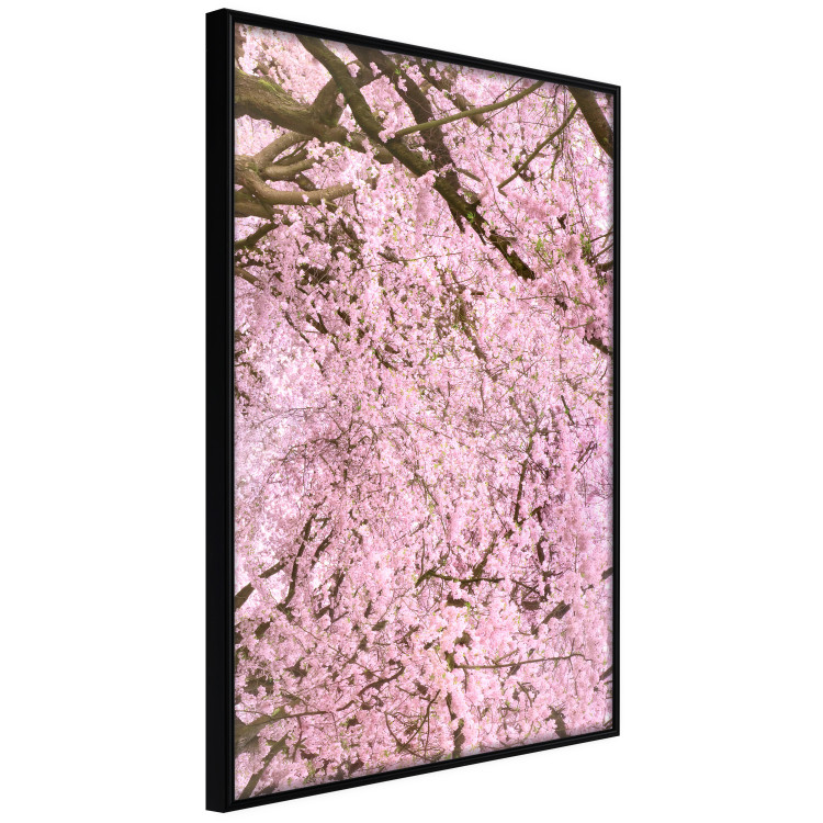 Poster Cherry Tree - spring composition of trees with light pink leaves 126213 additionalImage 10