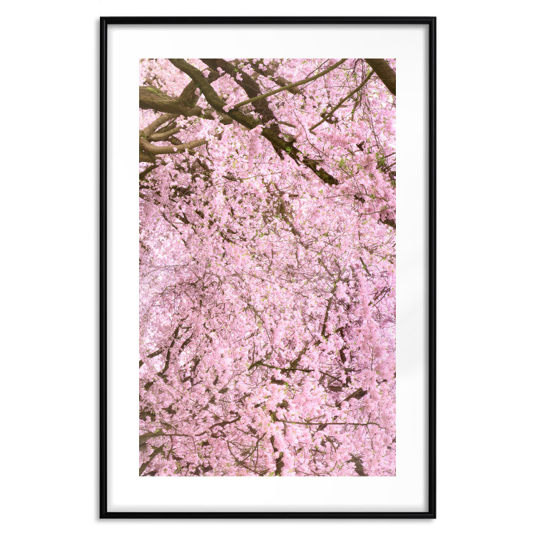 Poster Cherry Tree - spring composition of trees with light pink leaves 126213 additionalImage 15