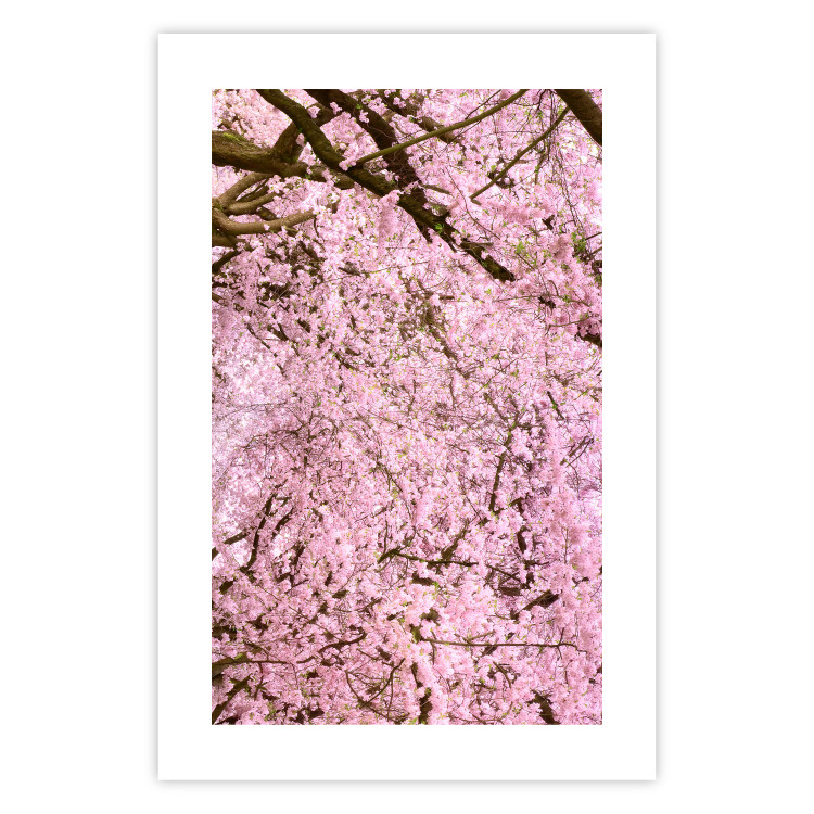 Poster Cherry Tree - spring composition of trees with light pink leaves 126213 additionalImage 19