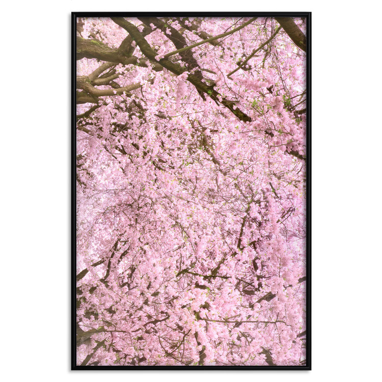 Poster Cherry Tree - spring composition of trees with light pink leaves 126213 additionalImage 18