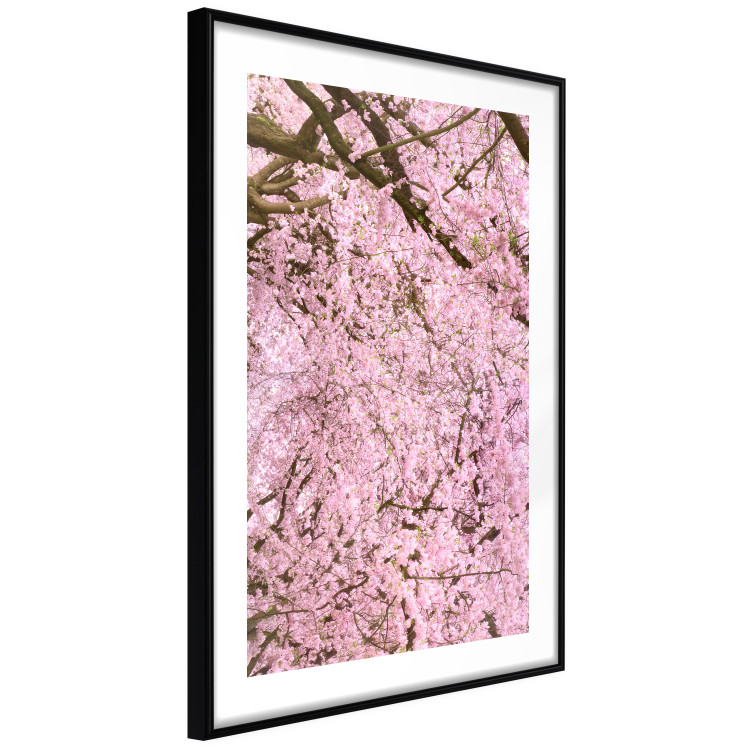 Poster Cherry Tree - spring composition of trees with light pink leaves 126213 additionalImage 11