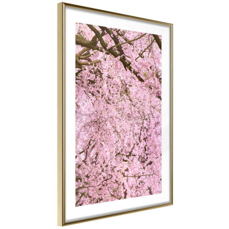 Poster Cherry Tree - spring composition of trees with light pink leaves 126213 additionalImage 6