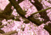 Poster Cherry Tree - spring composition of trees with light pink leaves 126213 additionalThumb 9