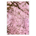 Poster Cherry Tree - spring composition of trees with light pink leaves 126213
