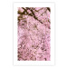 Poster Cherry Tree - spring composition of trees with light pink leaves 126213 additionalThumb 19