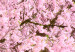 Poster Cherry Tree - spring composition of trees with light pink leaves 126213 additionalThumb 8